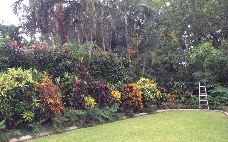 Plantes tropicales de jardin darwin