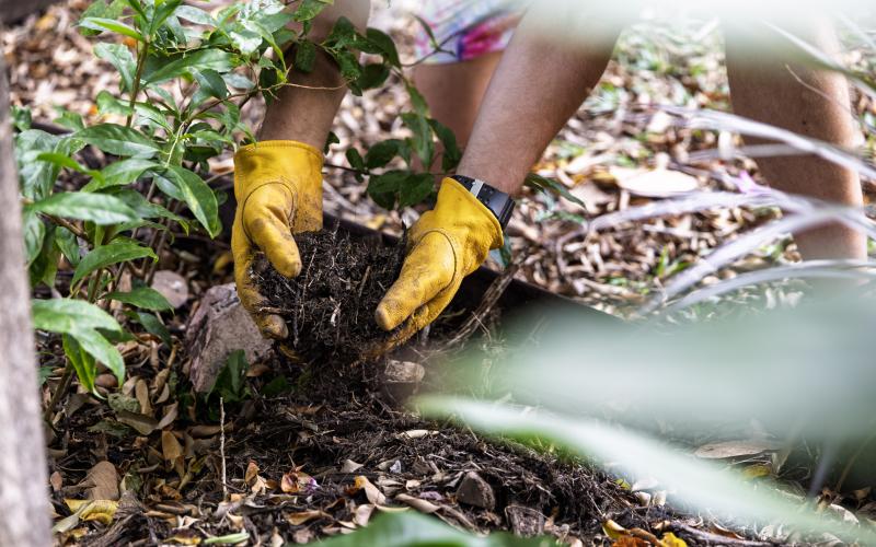 Using mulch in your garden