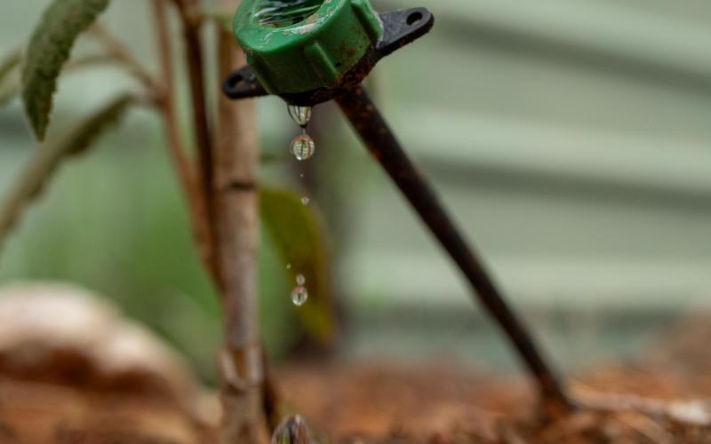 Irrigation watering plant